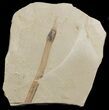 Fossils Horsetail Section (Equisetum) - Green River Formation #45657-1